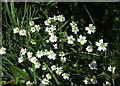 Greater Stitchwort