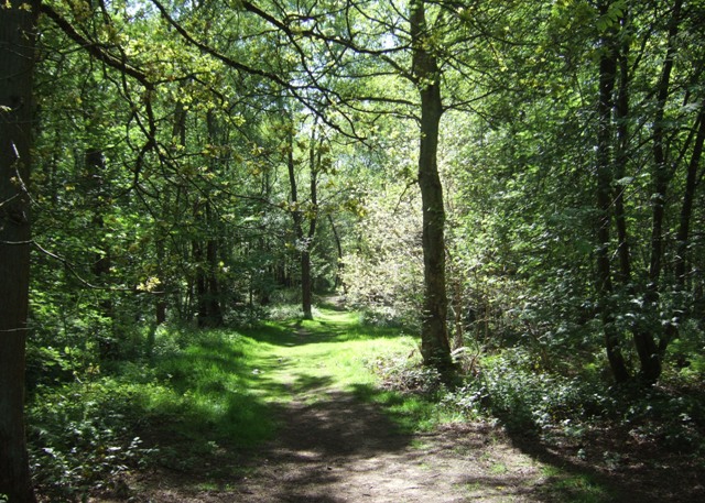 Track through Hanchurch Woods © Simon Huguet cc-by-sa/2.0 :: Geograph ...