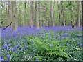 Bluebells in Nine Acre Wood