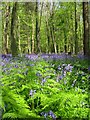 Spring colours, Nine Acre Wood