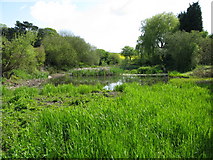 TR3054 : Buttsole pond, Eastry by Nick Smith