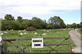 Sheep at Pannel Farm