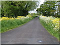 Lane across the Somerset Levels