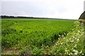 Arable field near East Hendred