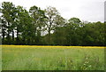 TQ5849 : Buttercup Meadow north of Horns Lodge Lane by N Chadwick
