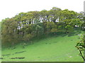 Wooded hilltop near Meyarth Hall