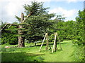 Cedar and Climbing Frame, South Hill Park