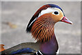 TL8063 : Mandarin duck (Aix galericulata) by Bob Jones