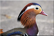 TL8063 : Mandarin duck (Aix galericulata) by Bob Jones