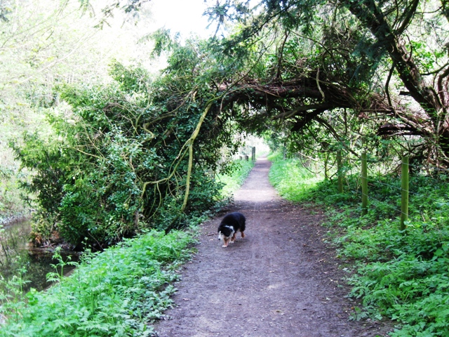 Wendover Arm: A natural arch over the Canal Towpath