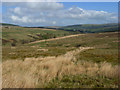 Rough pasture above Leadgate