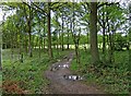 Footpath in Wyre Forest