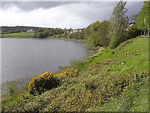 H2303 : Town Lough, Carrigallen by Oliver Dixon