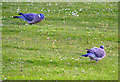 Wood Pigeons at Montrose