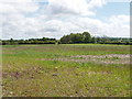 Arable field at Green Farm, South Leigh