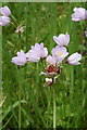 Rosy Garlic (Allium roseum)