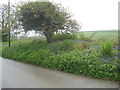 Typical roadside flora in Cornwall