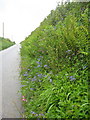 Flowers and ferns flourish on this typical Cornish roadside bank