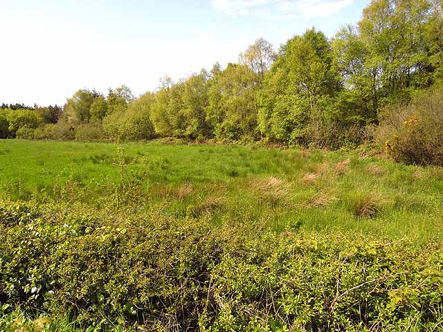 Field and trees at Drumard © Oliver Dixon :: Geograph Ireland