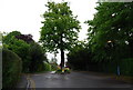 Tree in the middle of the road! Portman Park