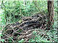 A Fallen Giant in Cobblers Pits