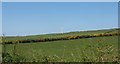 Farmland west of Pen y Fynwent