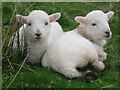 SH6514 : Two lambs near to Llynnau Cregennen by Peter S