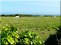 Horses in pasture