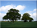 A Suffolk field