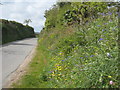 Springtime verge near Pencoose