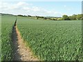 Footpath through winter wheat