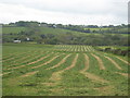 Freshly mown hay field at Gwennap