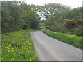 Minor road on Trewithen Moor