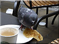 Opportunist - Feral Pigeon (Columba livia)