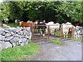 M2708 : Cattle, Muckinish East Townland by Mac McCarron