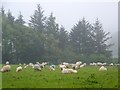 Ewes and lambs, Cross Furzes