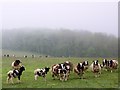 Ewes and lambs, Greendown