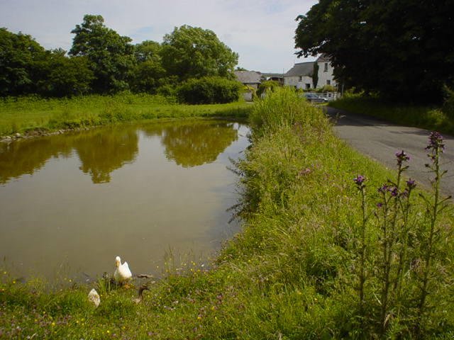 Burry Green Duck Pond