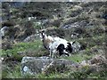 NX0473 : Galloway Goats by Mary and Angus Hogg