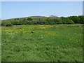 Buttercups at Burry Green