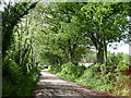 Beech trees, Higher Woodway Road