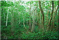 Coppiced trees, Carroty Wood