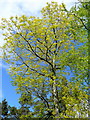 Tree with golden foliage