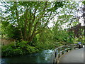 River Itchen, Winchester