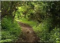 Rabbit on bridleway