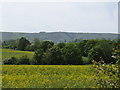 View across oilseed rape fields