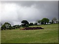 Welsh cow in Guinness world record attempt