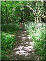 Footpath in Great Wood