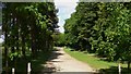 Avenue along northern edge of Winkworth Arboretum