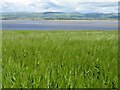 Field of waving corn